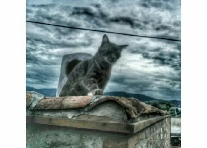 Amazon Petite Palace Maison d'hôtes Selçuk